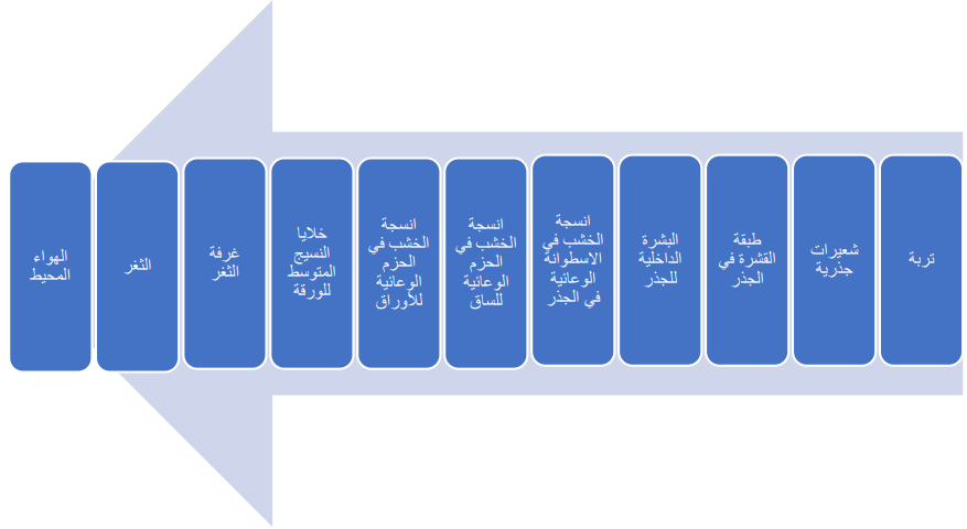 مسار تدفق جزيء ماء، بدءاً بالشعيرات الجذرية، وانتهاء بالهواء المحيط بالورقة